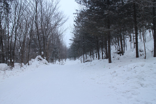 雪后树林