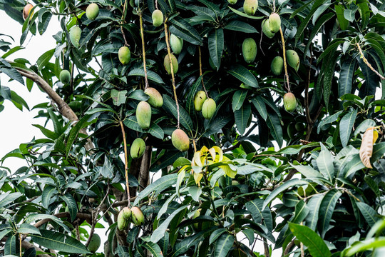 挂在枝头未成熟的芒果