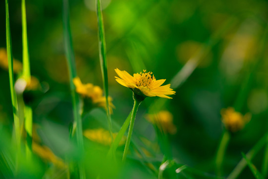 菊花特写