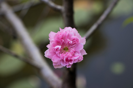 盛开的桃花