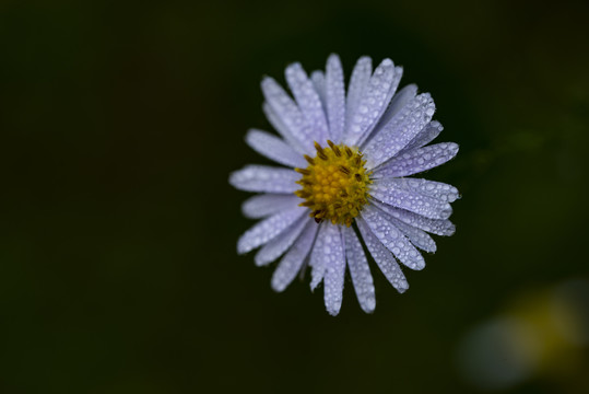 马兰花