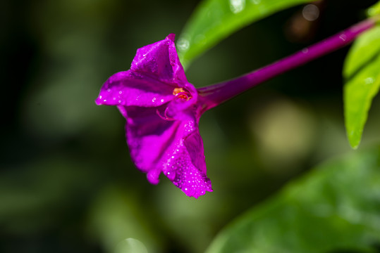 紫茉莉