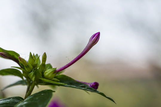 紫茉莉