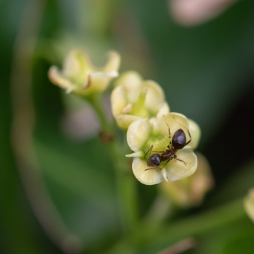 花朵上的昆虫蚂蚁