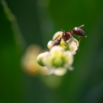 花朵上的昆虫蚂蚁