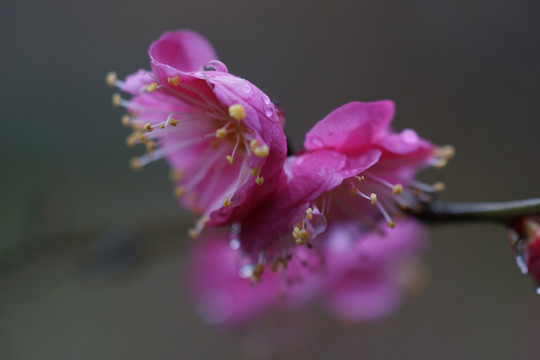 梅花