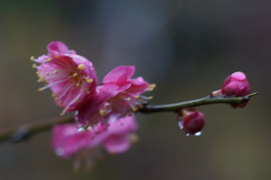 梅花