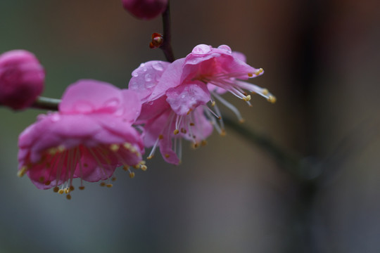 梅花梅花