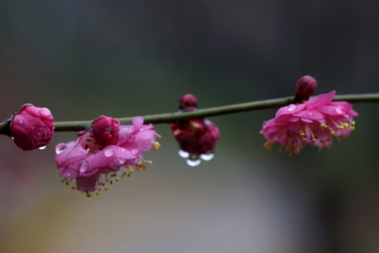 梅花微距