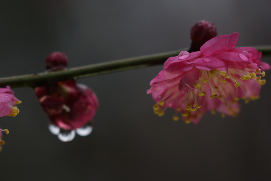 梅花微距