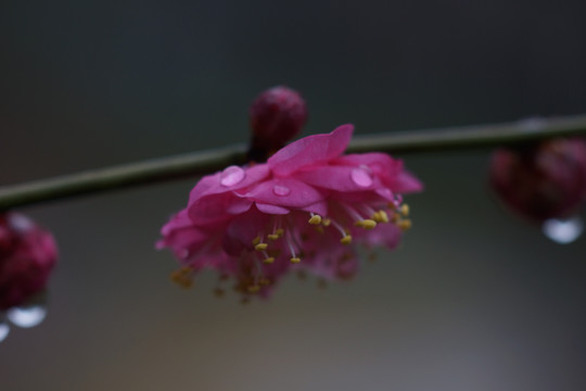 梅花微距