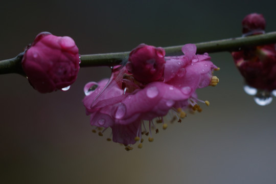 梅花微距