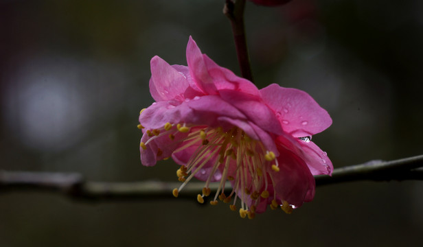 梅花微距