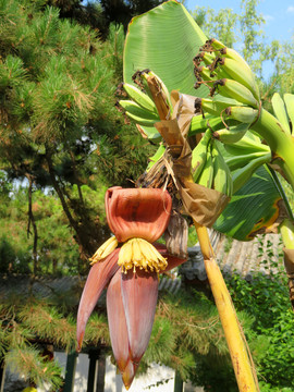 香蕉花