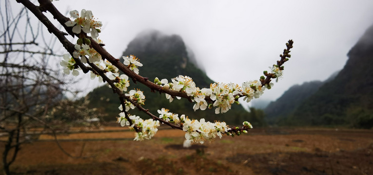 三月李花