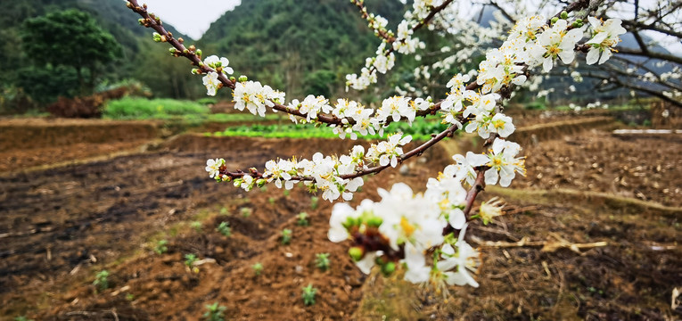 三月李花