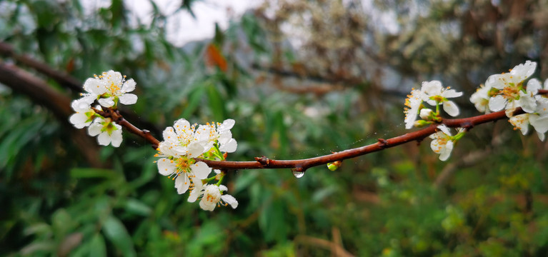 三月李花