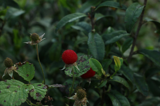 茶叶丛中的红色覆盆子