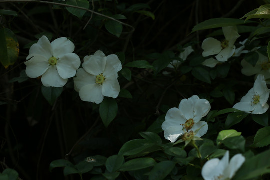 白色的蔷薇花