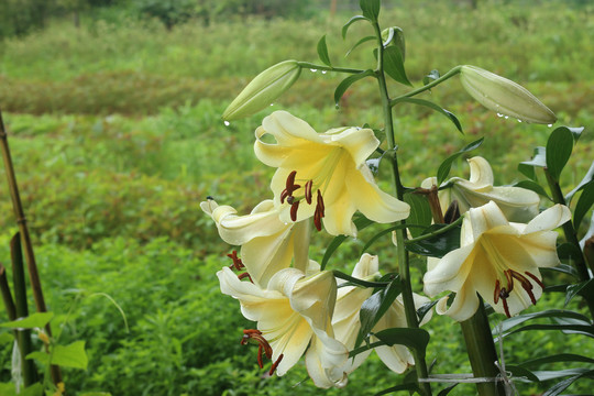 雨中的百合花