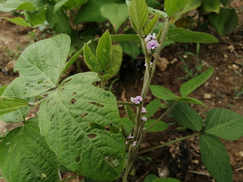 黄豆花