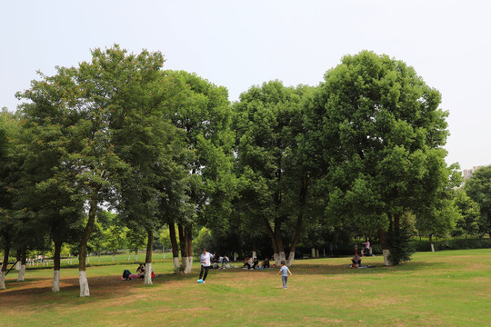 风景园林