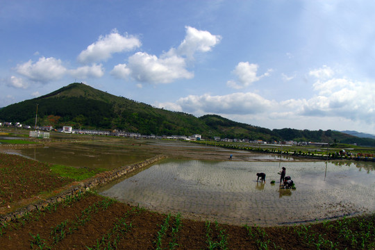 中峰贡米基地BA