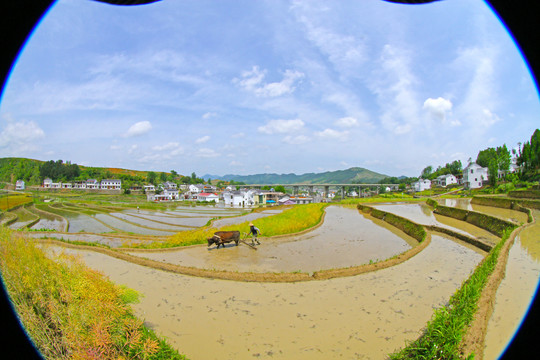 中峰贡米基地CZ