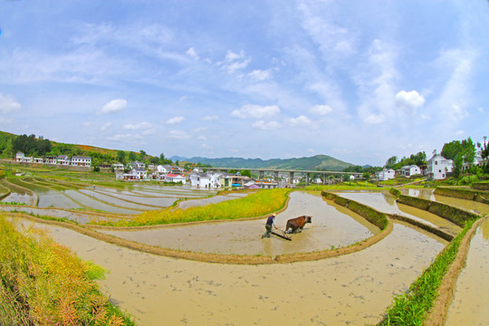 中峰贡米基地DE