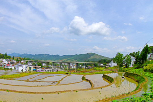 中峰贡米基地BR