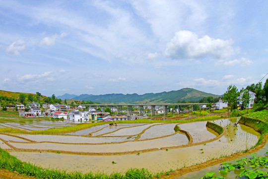 中峰贡米基地BW