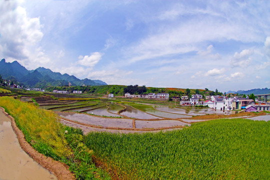 中峰贡米基地DT