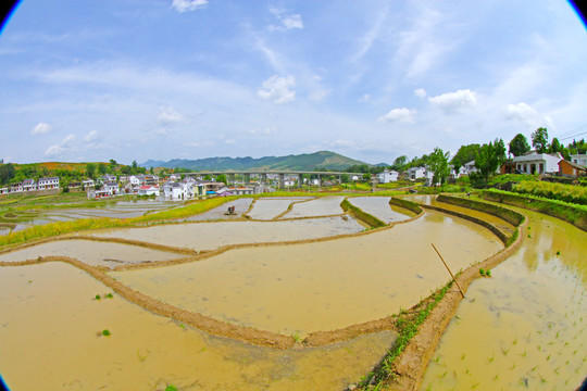 中峰贡米基地CD