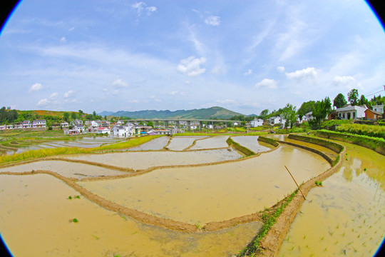 中峰贡米基地CE