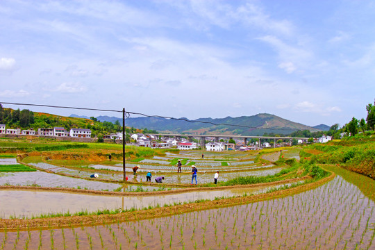 中峰贡米基地EJ