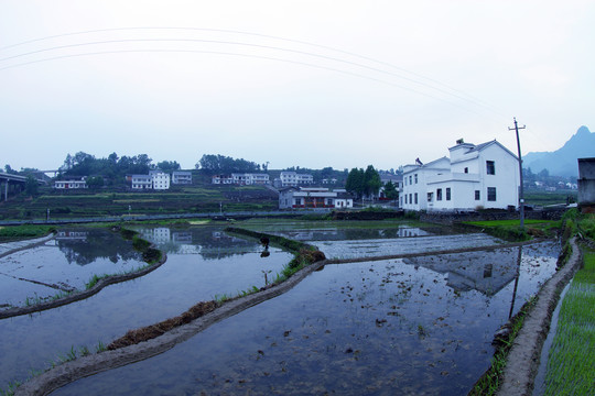 中峰贡米基地FE