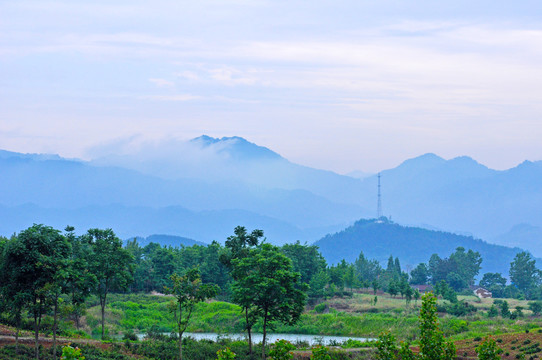 中峰贡米基地H