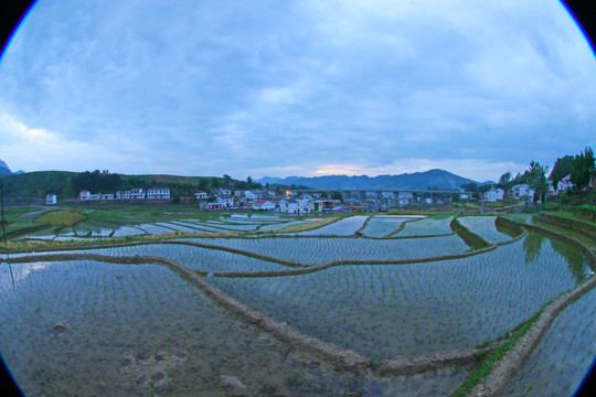 中峰贡米基地GF