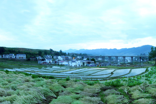 中峰贡米基地GI