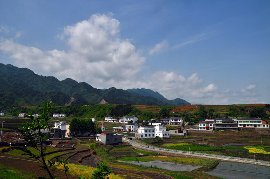 中峰贡米基地M