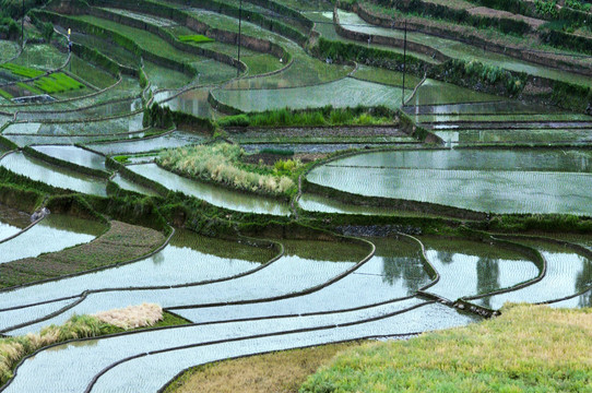 中峰贡米基地N