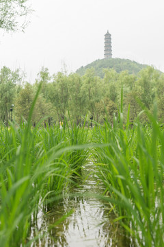 京西水稻