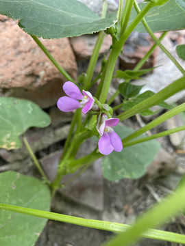 菜豆花