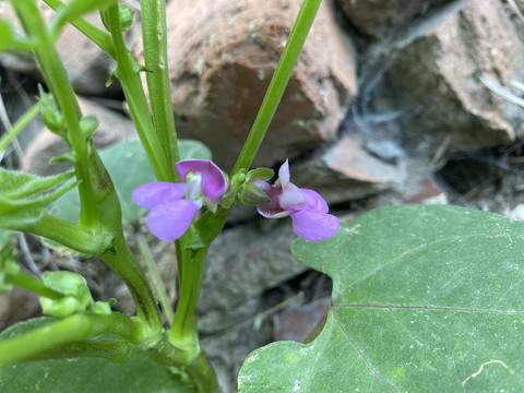 菜豆花