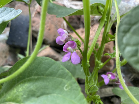 菜豆花