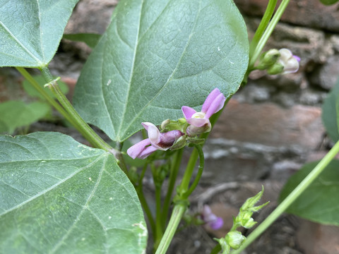 菜豆花