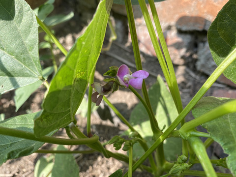 菜豆花