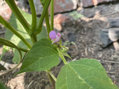 菜豆花