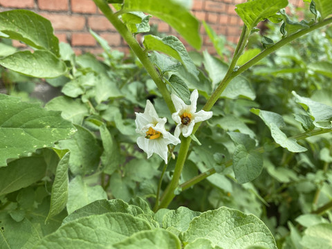 土豆花