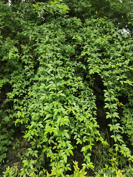 迎春花绿植墙